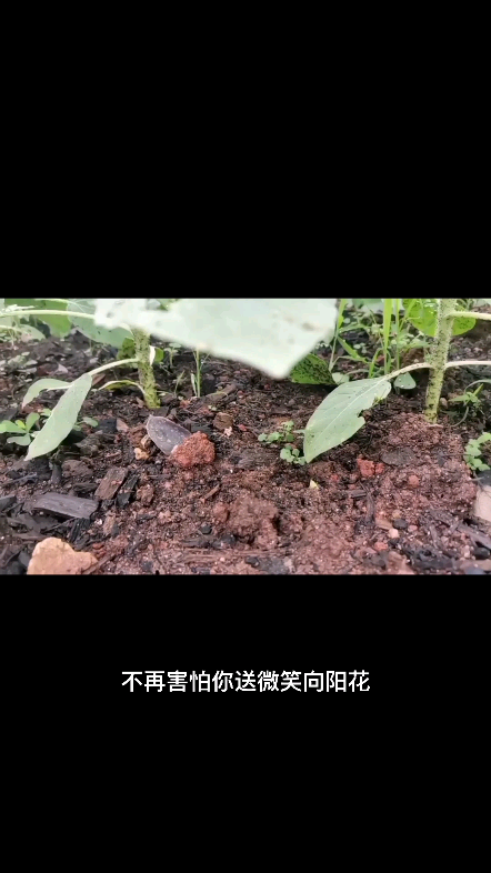 雨后，依然坚挺。期待花开遍野时[水稻]#