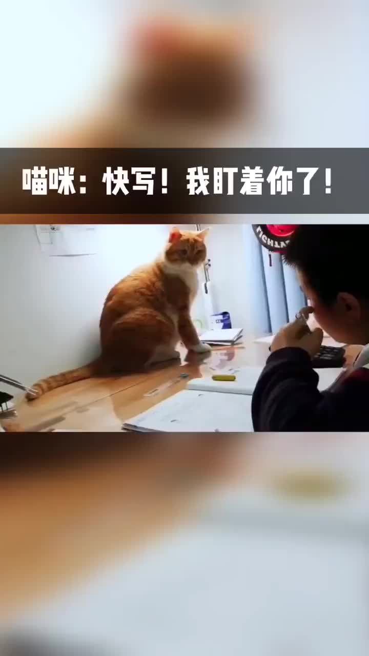 喵咪：快写！我盯着你了！