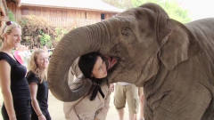 饲养员展示和大象的友情，大象用鼻子将其搂住