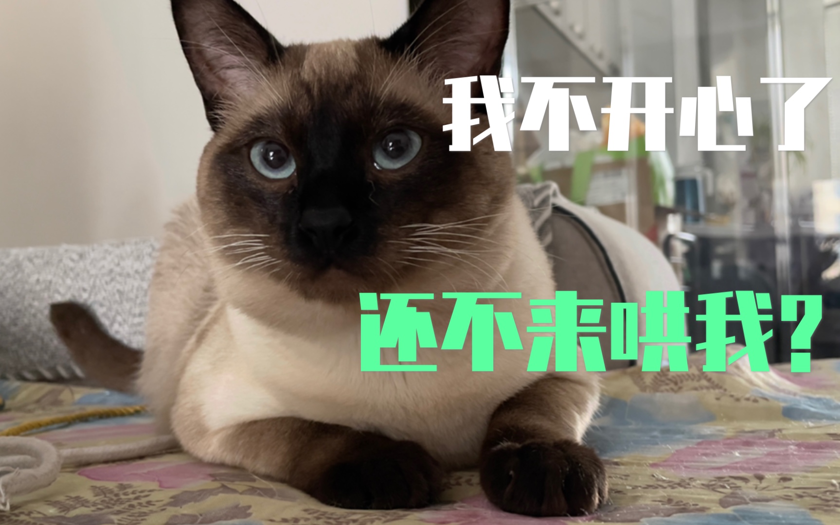 【暹罗猫】主子不开心？撸撸猫猫头就好啦