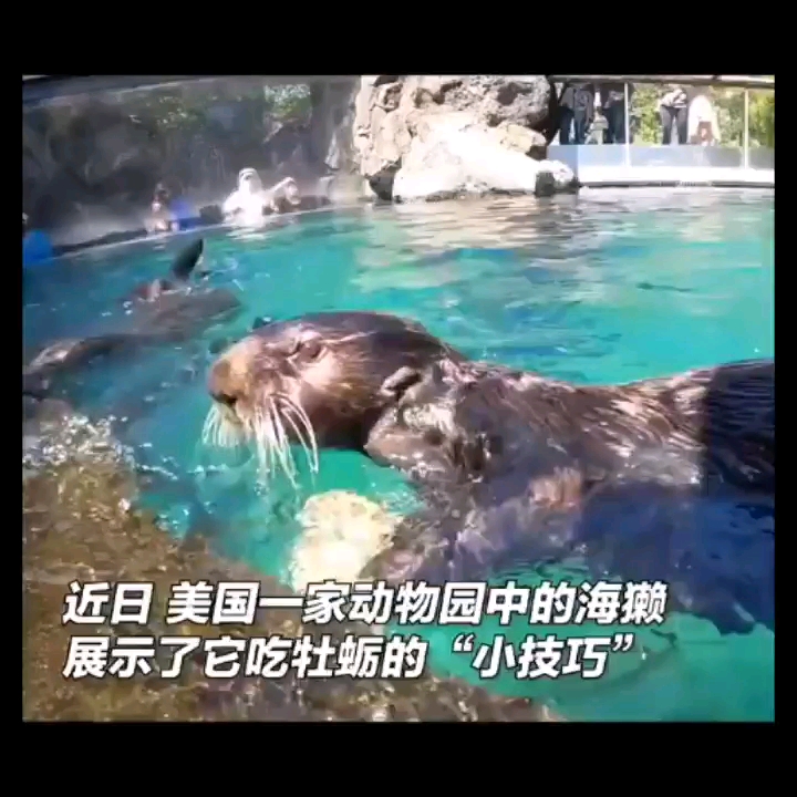 水獭好可爱