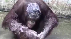 搞笑大猩猩：一只有洁癖的大猩猩，主人不给它