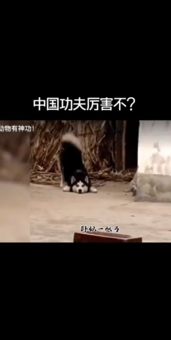 当中国功夫遇见动物世界牛皮的无与伦比