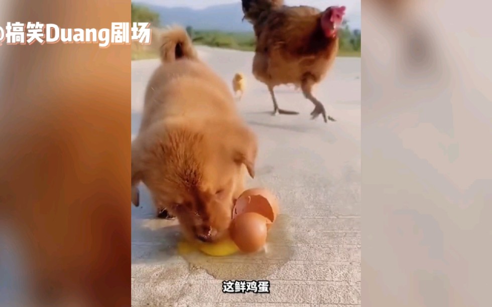 【爆笑配音】第54期:母鸡面前偷鸡蛋