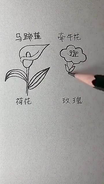 画四种美丽的鲜花学起来[太开心]   ？？？？