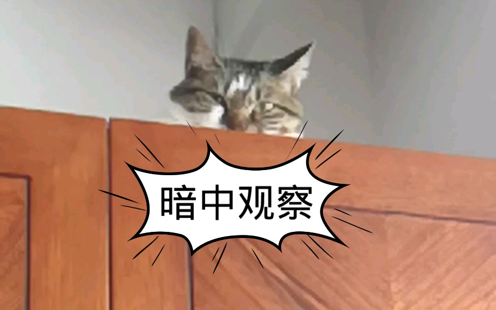 小猫咪为什么不开心