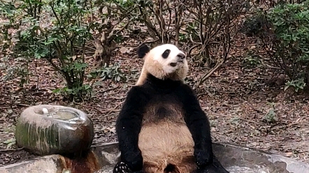 泡澡的熊猫开心到抖脚