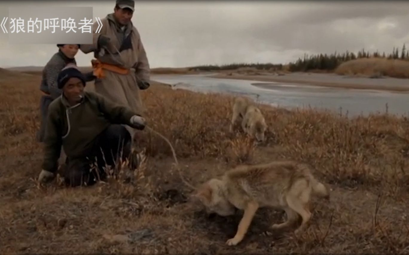 蒙古国人狼大战真实场景：人类利用幼狼捕杀母