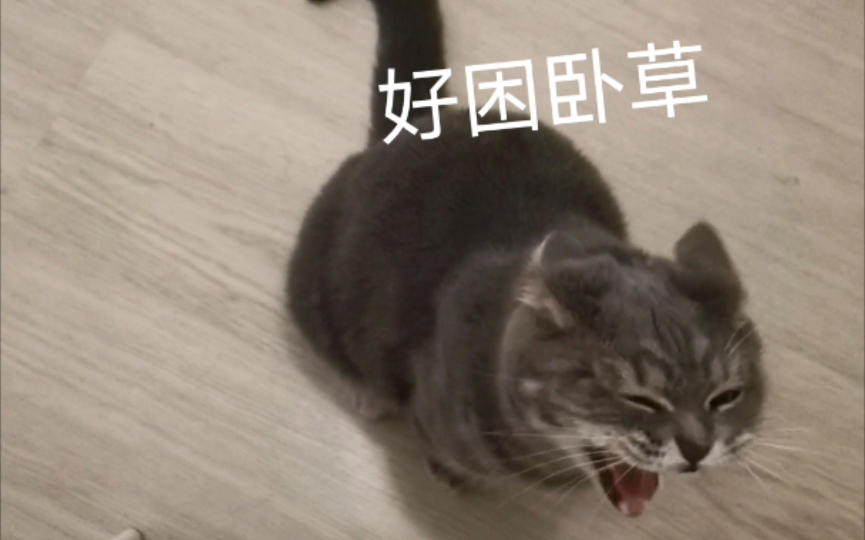 谁能忍住小猫咪的求摸摸呢？