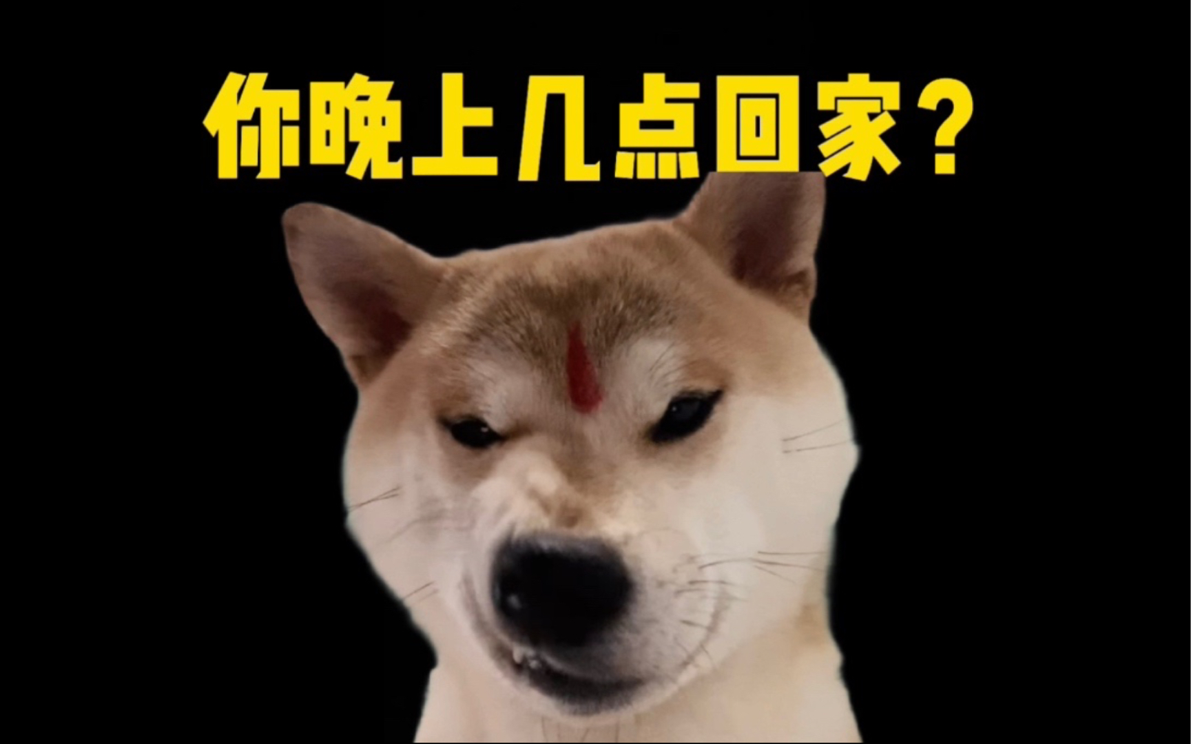 如果你有我这样的柴犬，你晚上几点回家？