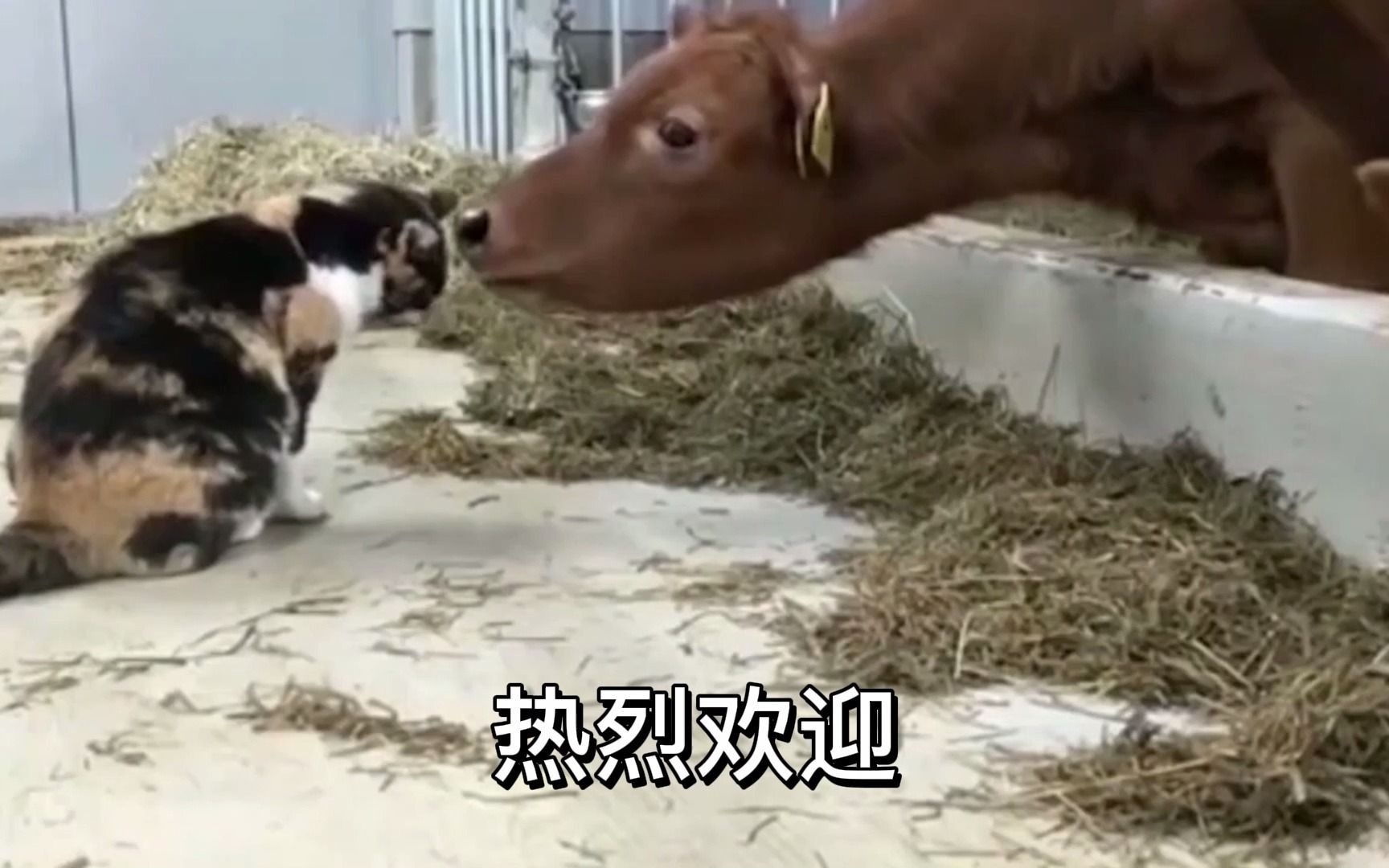 搞笑配音：花猫来找牛玩，牛可真逗