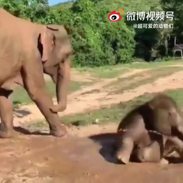 大象玩泥巴。。