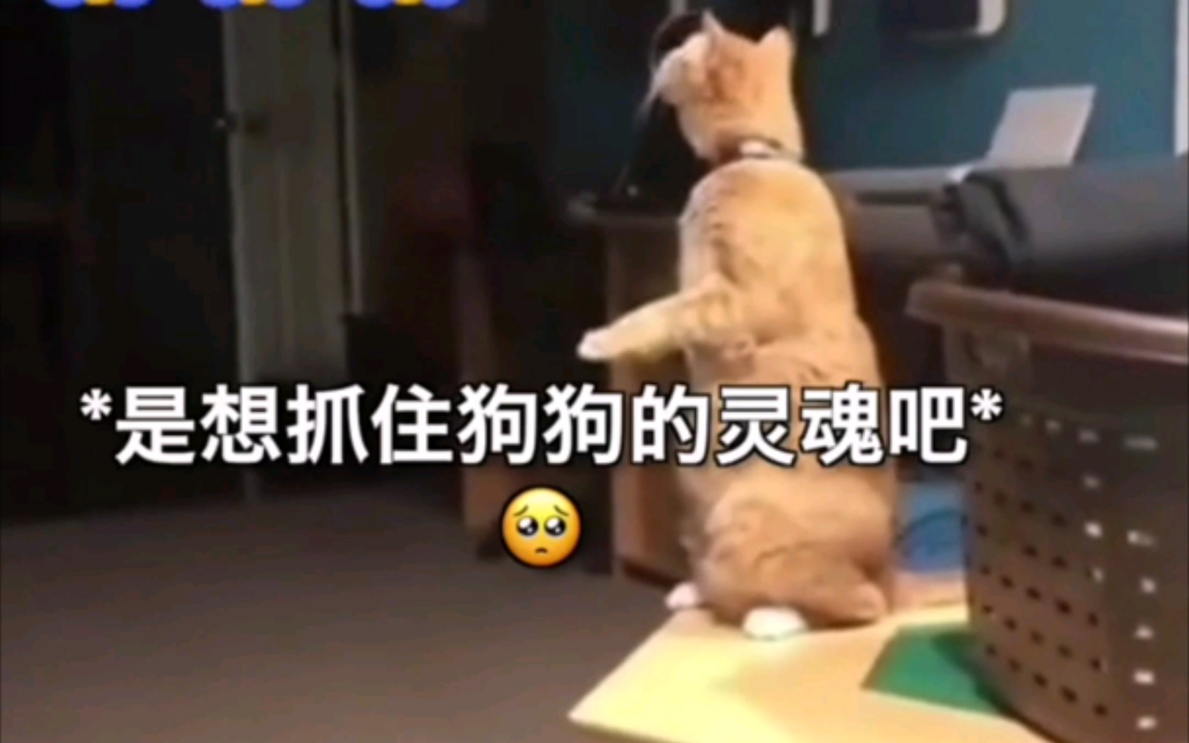 猫狗情未了的真实版，感动了全世界。