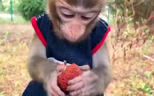 小猴子吃荔枝，太可爱啦