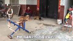 马犬带金毛干架惹祸，主人边磨拆刀边训狗，狗