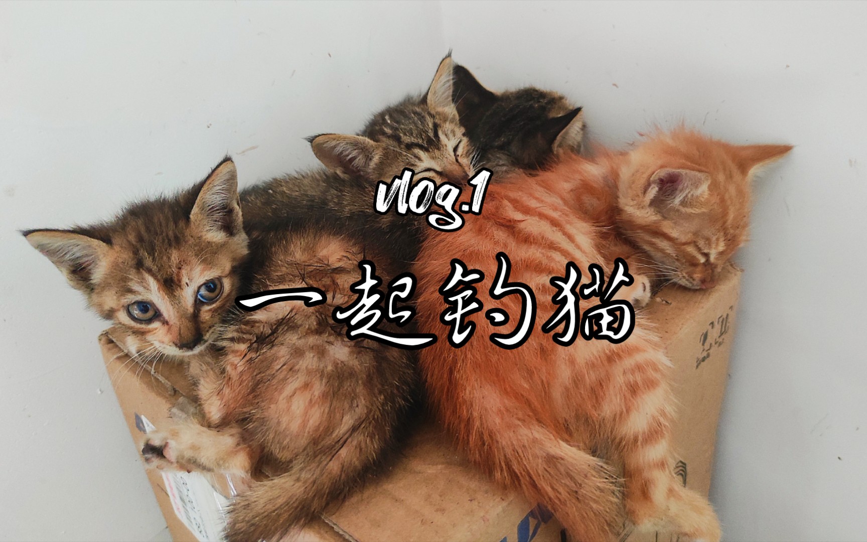 猫猫的游戏 VLOG