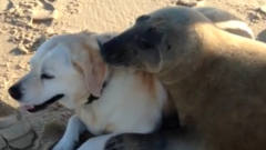 狗狗在海滩休息，一只海豹跑上岸疯狂示爱，镜