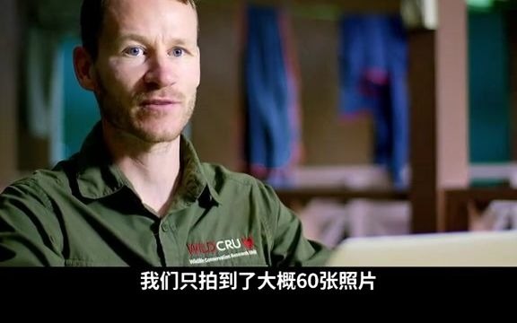 征服者挑战宠物对决次代020. 只有巴掌大小的猫咪