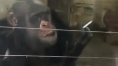 还是越南的猴子会抽烟，这搞笑的姿势