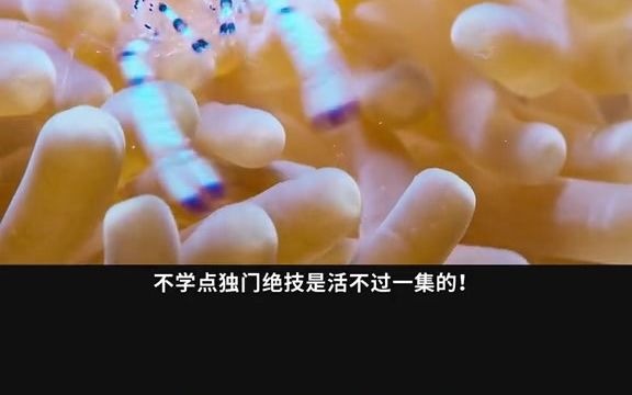 KS109. #动物世界 #小小的世界 奇特的七彩皮皮虾，