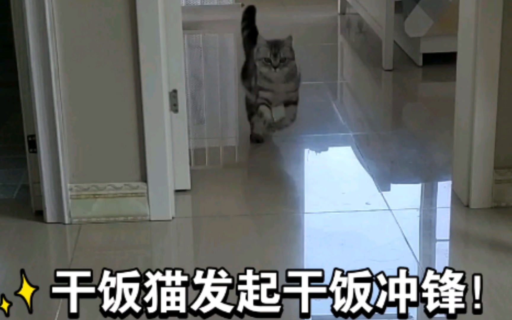 干饭不积极 小猫有问题