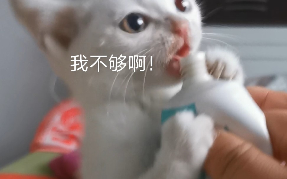 干饭小*猫吧唧嘴，吃的真香！专治各种食欲不振