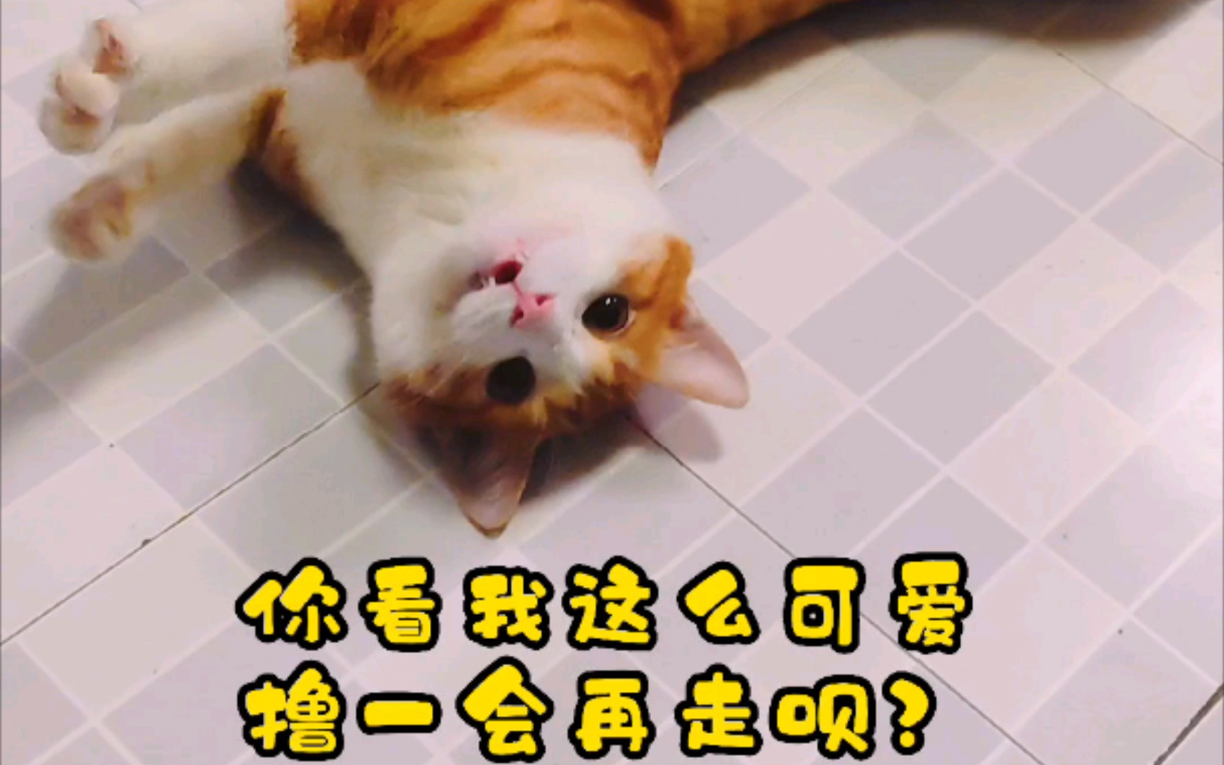 猫: 我只是想你多陪我玩一会，我有什么错，我明