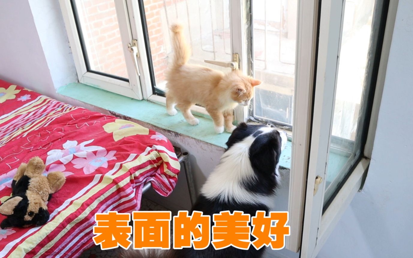 猫终究对狗下手了