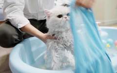 猫咪洗澡疯狂挣扎，拿出套的那一刻，猫竟然定