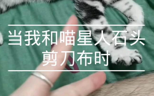 【这只猫让我笑了一上午】和傻孩子石头剪刀布