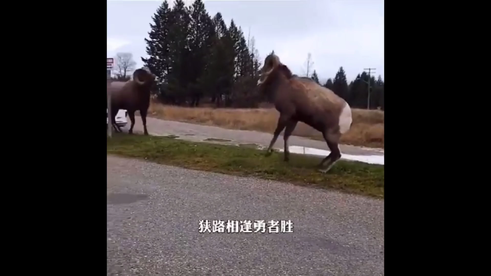 别碰我，脑瓜子嗡嗡的!