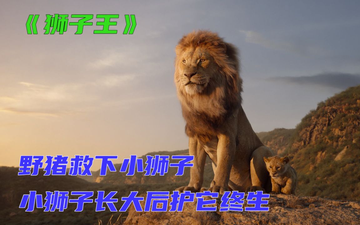《狮子王》：野猪救下小狮子，小狮子长大后护