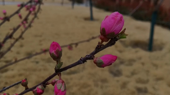 校园里的花花