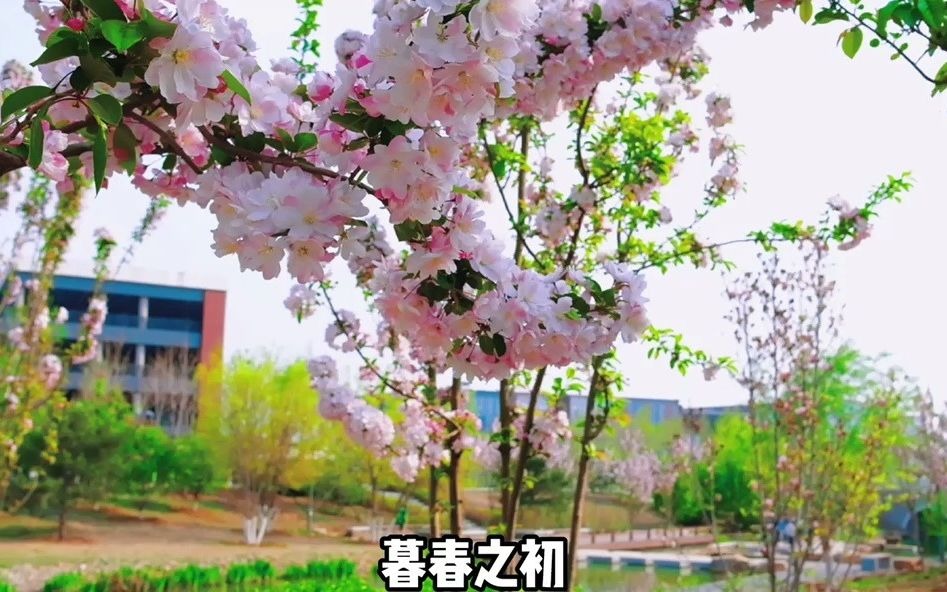 【航拍】北京化工大学的春天到底有多美？