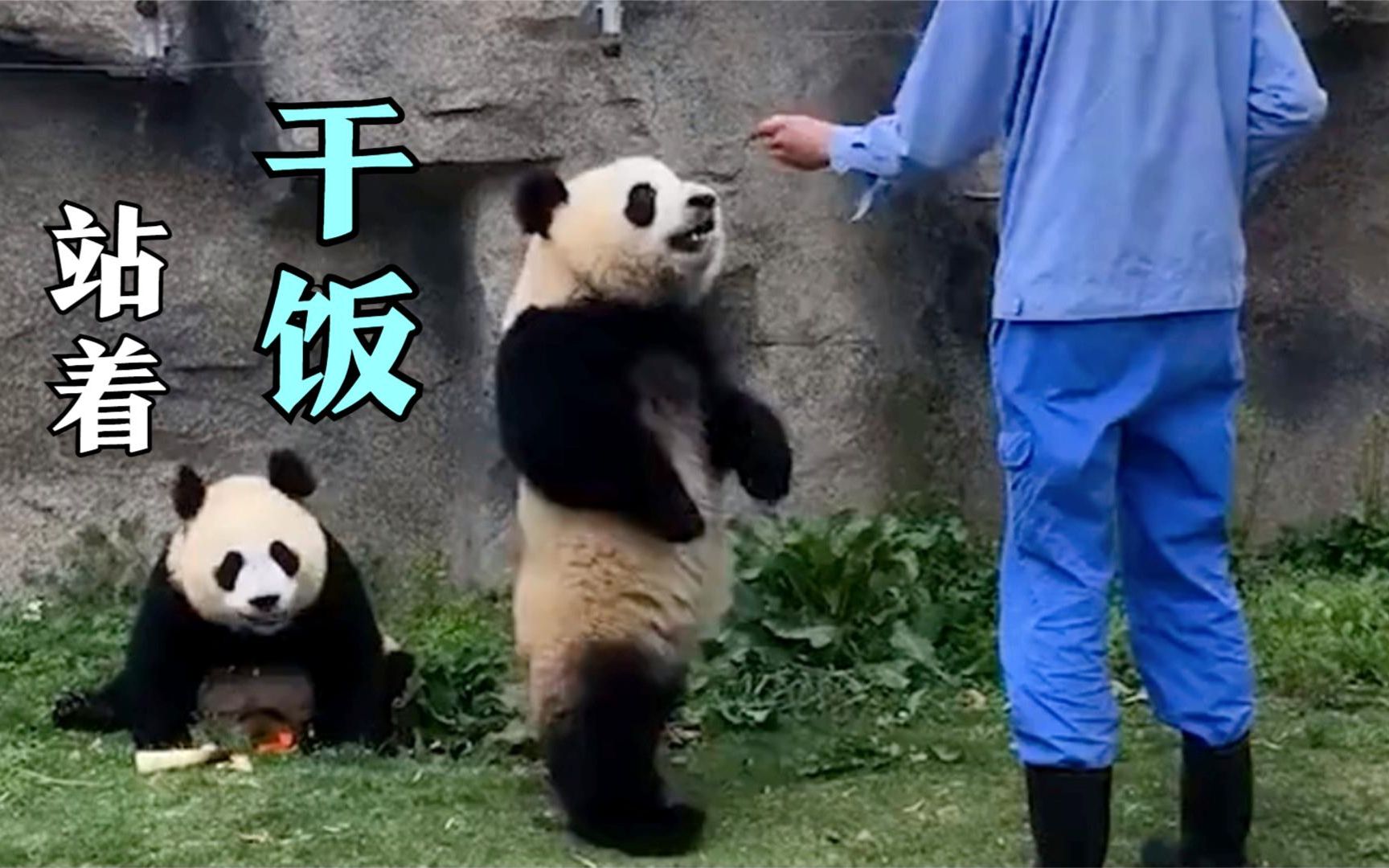 大熊猫：小子，请注意你跟老子说话的态度