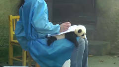 熊猫宝宝被当桌子，抗议无效后一脸无奈，镜头