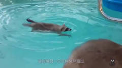 浣熊正在游泳，却被同伴强行拉上岸，下一秒搞