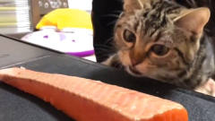 给猫咪弄了一块三文鱼，小家伙反应好逗哦，哈