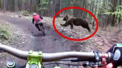男子骑降速车在森林穿行，不料遭棕熊疯狂追赶