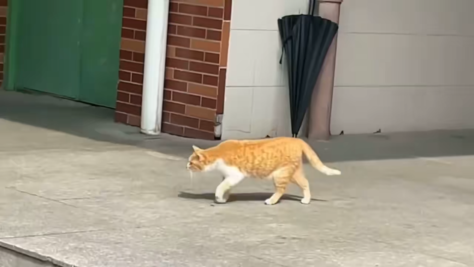 猫猫时间大师