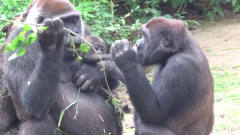 黑猩猩一心只想逗小猩猩玩耍，结果遭到母猩猩