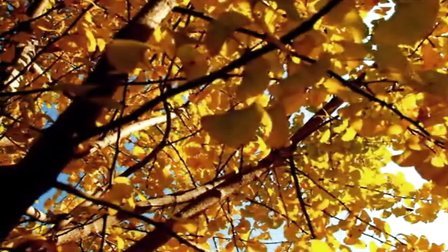 【拍客视界】金秋十月 带你领略大自然的神奇色