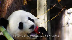 大熊猫向游客炫耀苹果，结果被二货一口吞了，