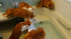 猫咪盯着浴缸里的鱼，一不小心掉下去一只，其