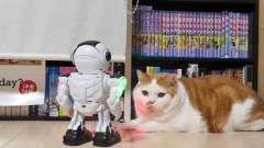 主人买了个机器人逗猫，猫主子们玩疯了：想打