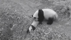 熊猫一把将孩子推到g里，突然记起娃是亲生的，