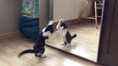 第一次照镜子的猫咪，竟然对着镜子跳起了舞，