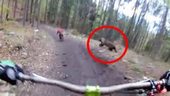 男子在森林中骑行，不料被一只棕熊疯狂追赶，
