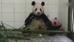 熊猫：熊猫妈妈吃竹子，终于想起这孩子是亲生