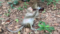 游客给猴子喝酒，没想到猴子一口气喝完，接下